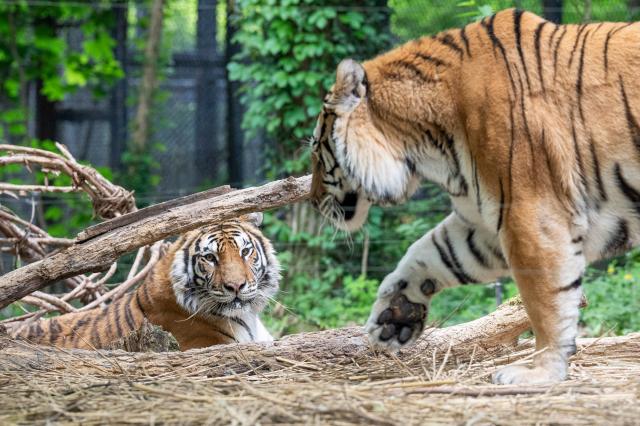 Opinion: Could Korea become a model for tackling illegal tiger trade?