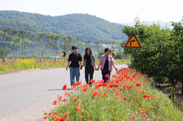 청도군 이서면에서 조성한 꽃 양귀비길사진청도군