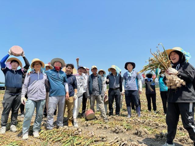 영천시 일자리노사과 직원들이 지난달 31일 화산면 덕암리에 위치한 마늘 농가를 방문해 농촌 일손 돕기를 하고 있다사진영천시