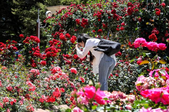 A visitor look at flowers at a garden in Olympic Park Songpa-gu Seoul June 3 2024 AJU PRESS Kim Dong-woo