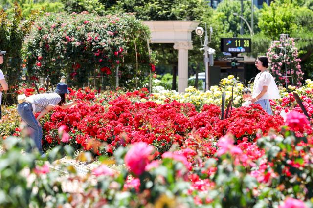 Visitors take a photo at Rose Plaza in Olympic Park Songpa-gu Seoul June 3 2024 AJU PRESS Kim Dong-woo