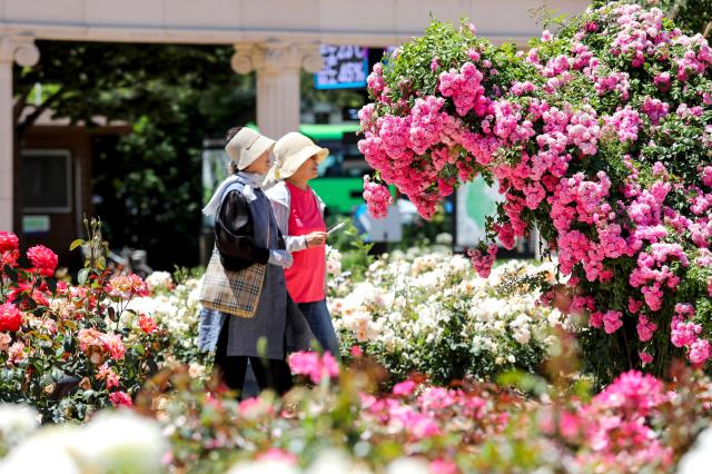 Visitors walk along a road through rose AJU PRESS Kim Dong-woo