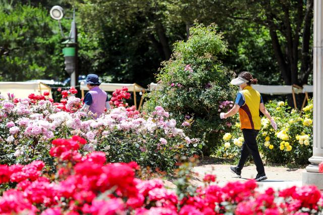 Visitors walk along a road through rose AJU PRESS Kim Dong-woo