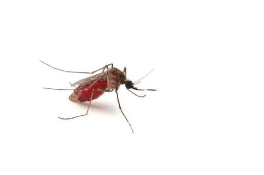 韓国でマラリア患者急増···先月だけで66人発生