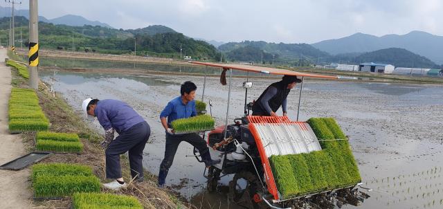 지난 3일 초동면 대곡 친환경 쌀 생산단지에서 이앙기로 모판을 옮기고 있다사진밀양시