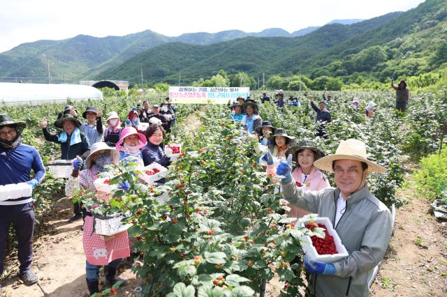 김하수 청도군수와 공무원들이 산딸기 재배 농장를 찾아 산딸기를 수확하며 부족한 일손을 돕고 있다사진청도군