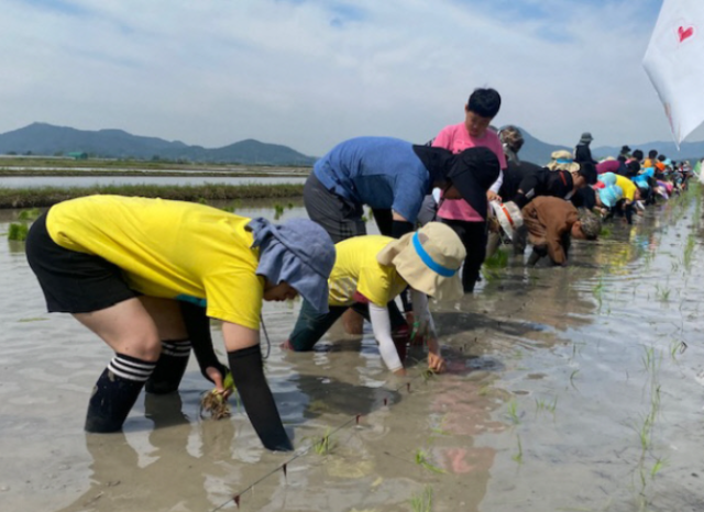 순천시는 최근 순천만 흑두루미 희망농업단지에서 흑두루미 먹이를 위한 손모내기 행사를 가졌다 사진순천시