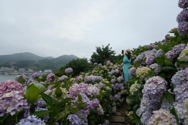 고흥 쑥섬에는 수국이 6월 초부터 만개 관광객들의 눈길을 사로잡고 있다 사진고흥군
