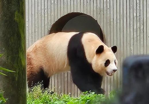 中国に返還されたジャイアントパンダ「プーバオ」…約2ヶ月ぶりに大衆に公開