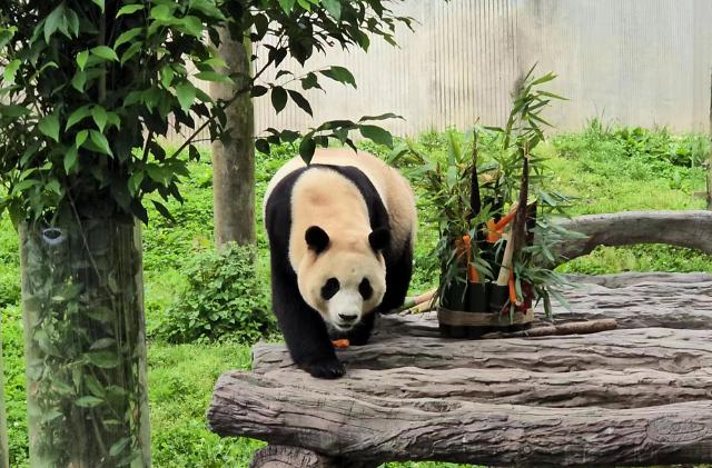 熊猫魅力不可挡！“福宝”回国引韩国游客赴蓉咨询激增