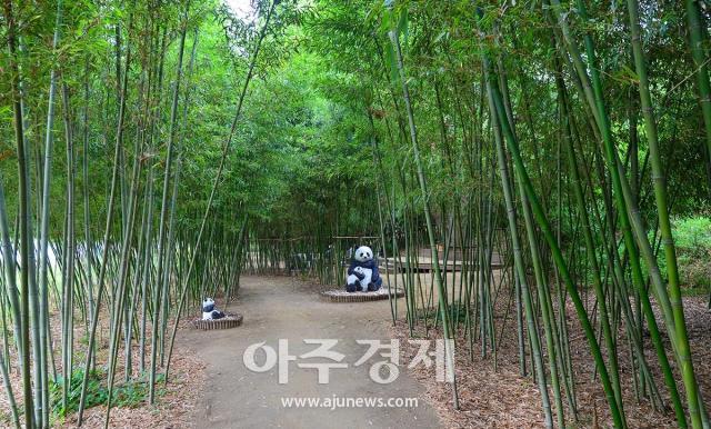 대구시는 무더운 여름철을 맞아 산책할 수 있는 대구의 명품 가로숲길 10개 노선을 소개한다 사진대구시