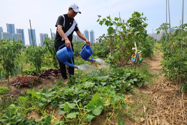  폭염이 나타난 지난 20일 오후 인천 연수구 송도 이음 텃밭에서 농부가 텃밭 채소에 물을 주고 있다