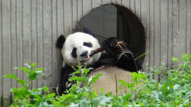 大熊猫和和的午餐