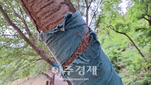 대구 수성구 고산지역의 내관지길 나뭇가지 정리가 지금까지 전혀 없었으며 방문객과 부딪힘이 있는 나뭇가지는 녹색보가 헤어져 있으며 데크로드 곳곳에는 거미줄이 잔뜩 끼어 있었다 사진이인수 기자