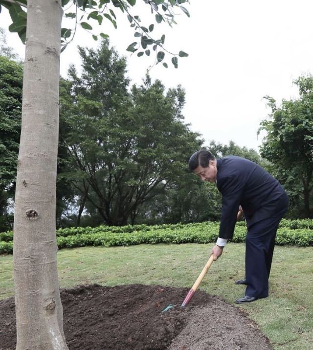 사진설명 2012년 12월 8일 선전 롄화산 공원에서 고산용를 심는 시진핑 주석