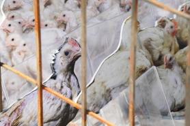 PHOTOS: Animal rights group protests traditional summer chicken dish