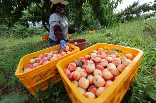 Lotte Mart to launch AI-selected crisp peaches