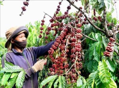 한국으로 들어오는 베트남산 커피 가격 50% 가까이 급등