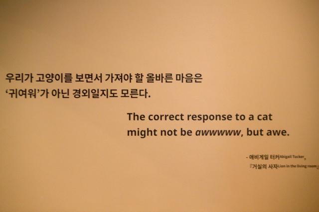 The Cat-ch me if you can takes place at National Folk Museum in Seoul on July 17 2024 AJU PRESS Kim Dong-woo