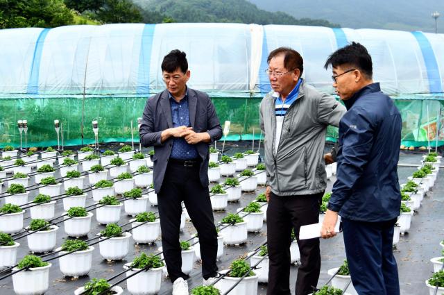 최훈식 장수군수맨 왼쪽가 국화 재배 농가를 찾아 국화 생육 상황을 점검하고 있다사진장수군