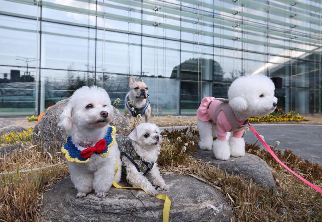 펫가든에서 휴식 취하는 반려견들
    서울연합뉴스 21일 인천국제공항 제1여객터미널에서 애견편의시설 펫가든 및 호텔링 카운터 오픈 기념행사가 열린 가운데 제1교통센터 지하 1층 서편 녹지대에 야생초화원을 콘셉으로 마련된 펫가든에서 반려견들이 휴식을 취하고 있다 2024321 공항사진기자단
    photoynacokr2024-03-21 115122
저작권자 ⓒ ㈜연합뉴스 무단 전재 재배포 금지 AI 학습 및 활용 금지저작권자 ⓒ ㈜연합뉴스 무단 전재 재배포 금지 AI 학습 및 활용 금지