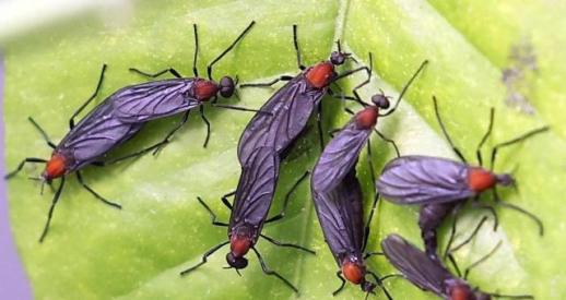 From lovebugs to nutrias: Korea grapples with growing threat of alien species