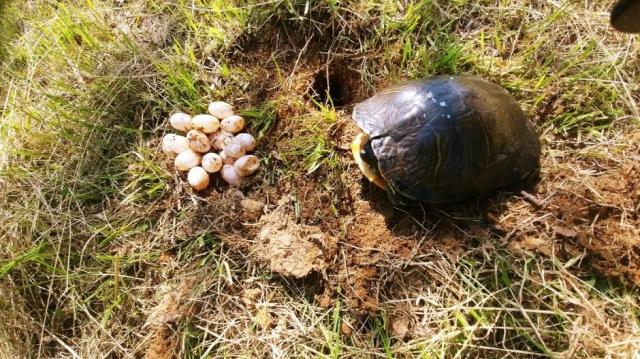 A photo of a red-eared slider and its eggs. Aju Press