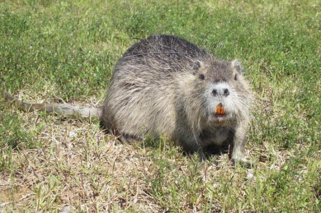 Experts say nutria or Myocastor coypus now have fully adjusted to living in Korea Courtesy of the National Institute of Ecology 