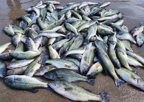 Largemouth basses exterminated in 2023 Courtesy of North Jeolla Province