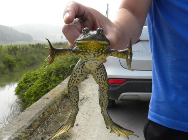 American bullfrogs, or Lithobates catesbeianus, are often used as ingredients for herbal medicine in Korea.Courtesy of the National Institute of Ecology