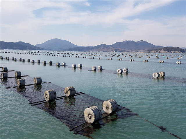 海苔生产受限价格飙升 韩国寻求陆上养殖解决价格问题