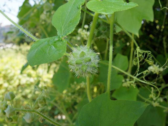 Bur cucumber, an invasive plant species, entangles around indigenous plants, choking them to death. Courtesy of the National Institute of Ecology