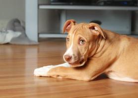 Seoul to mandate temperament tests for dogs to curb biting accidents