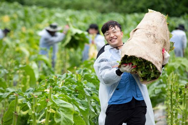 KTG는 지난 19일 충북 보은군 내북면에서 잎담배 수확 봉사활동을 진행했다 사진은 KTG 임직원이 수확한 잎담배를 운반하는 모습 사진KTG