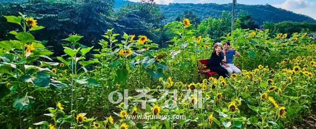 대구 달서구가 수밭골천 주변에 주민이 직접 가꾼 해바라기가 만개하면서 새로운 명소로 떠오르고 있다 사진대구달서구