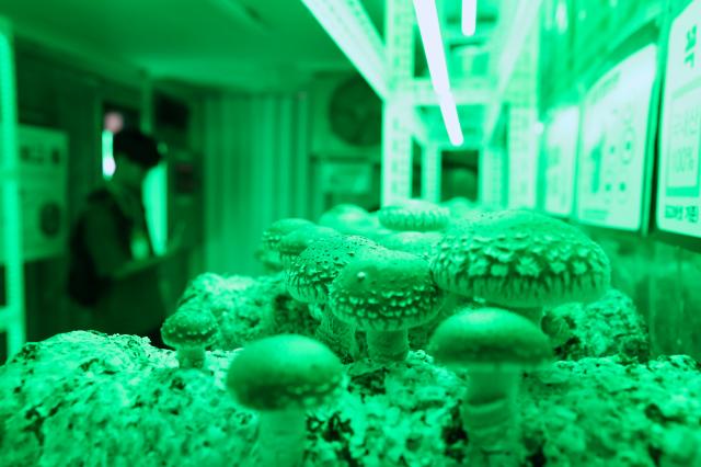 A mushroom cultivation house stands on display at the Agri  Food Tech Start-up Rising Expo 2024 AFRO 2024 held at COEX in Seoul on July 25 2024 AJU PRESS Han Jun-gu