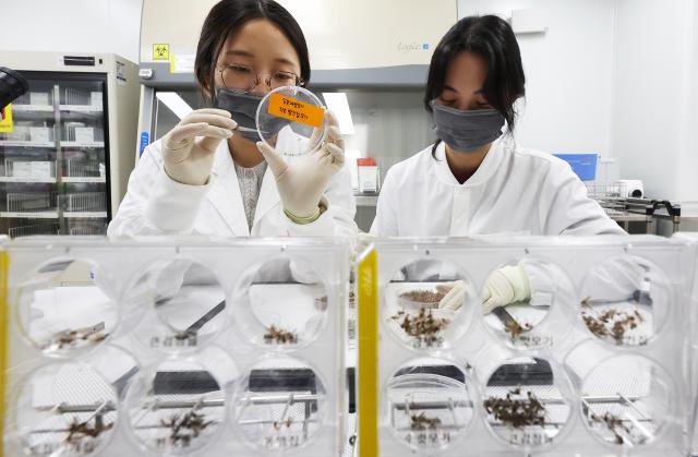 경기도 수원시 권선구 경기도보건환경연구원에서 연구원이 모기 분류작업 시연을 하고 있다 사진연합뉴스