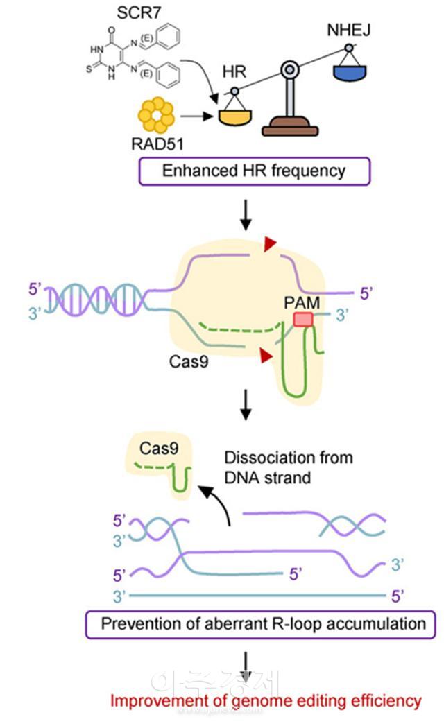 대구경북첨단의료산업진흥재단 신약개발지원센터 연구진이 개발한 ‘CRISPR-Cas9 기반 정밀 유전자교정 기술’이 게재됐다 사진케이메디허브