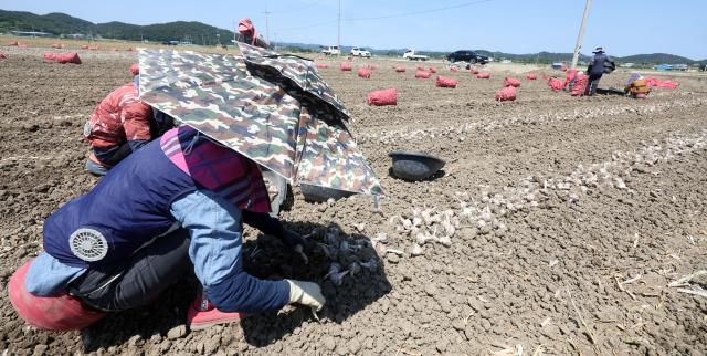 경남 창녕군 대지면 한 양파 농가에서 외국인 계절 근로자와 한국인 농민이 양파를 양파망에 담고 있다 사진연합뉴스