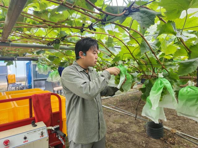 샤인머스켓 수확 장면사진논산시