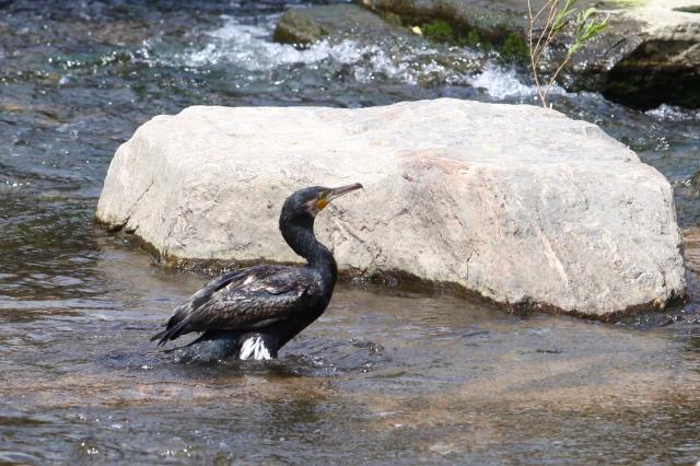 A great cormorant stands in Cheonggyecheon Seoul on July 30 2024 AJU PRESS Han Jun-gu
