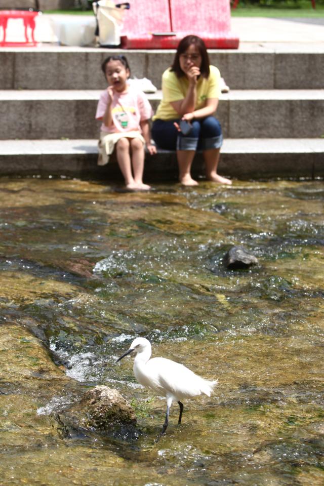 People observe a little egret in Cheonggyecheon Seoul on June 21 2024 AJU PRESS Han Jun-gu
