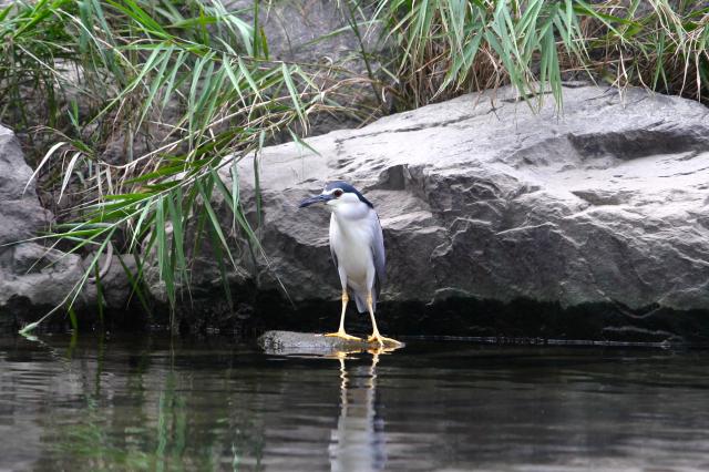 A black-crowned night heron stands on a rock in Cheonggyecheon Seoul on July 30 2024 AJU PRESS Han Jun-gu