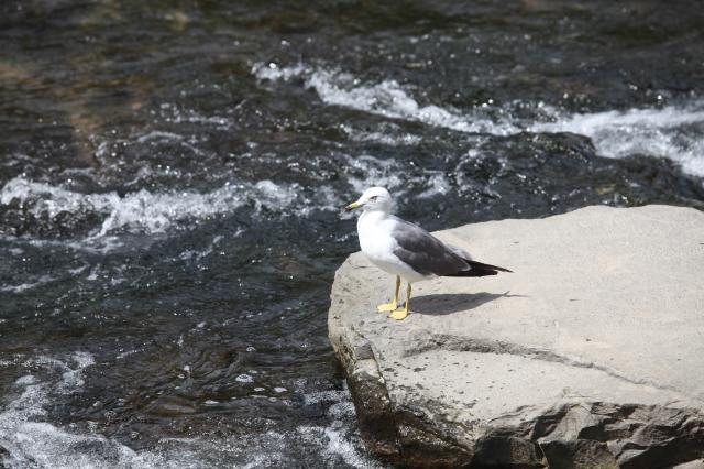 A black-tailed gull stands on a rock in Cheonggyecheon Seoul on July 30 2024 AJU PRESS Han Jun-gu