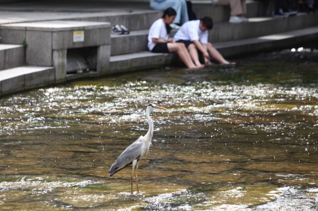 A gray heron stands in Cheonggyecheon Seoul on June 21 2024 AJU PRESS Han Jun-gu