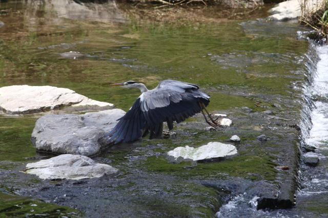 A gray heron flies in Cheonggyecheon Seoul on July 30 2024 AJU PRESS Han Jun-gu