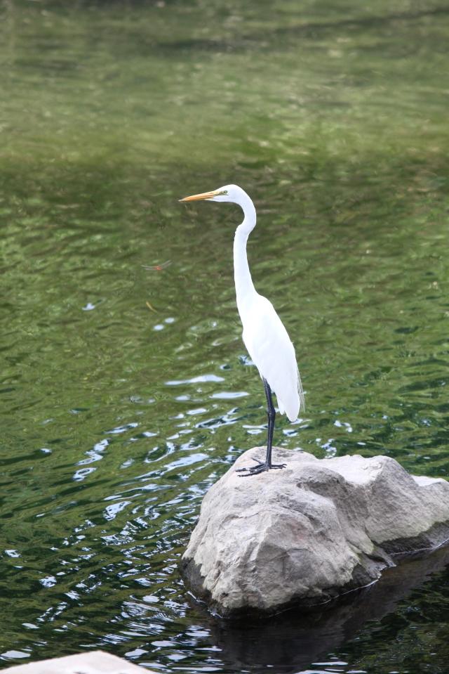 An eastern great egret stands on a rock in Cheonggyecheon Seoul on July 30 2024 AJU PRESS Han Jun-gu