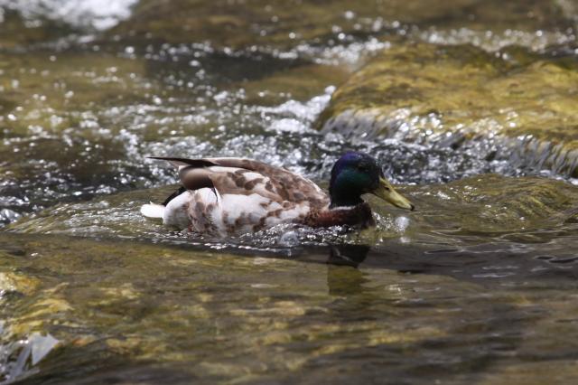 A mallard swims in Cheonggyecheon Seoul on July 30 2024 AJU PRESS Han Jun-gu