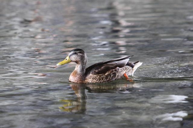 A mallard swims in Cheonggyecheon Seoul on July 30 2024 AJU PRESS Han Jun-gu