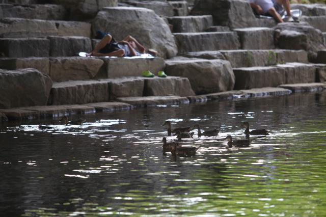 A group of mallards float on the water in front of a reclining person in Cheonggyecheon Seoul on July 30 2024 AJU PRESS Han Jun-gu